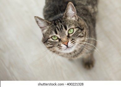 The striped cat with green eyes looks up at a camera