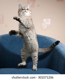 Striped Cat Jumping On Blue Soft Chair