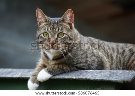 Similar – Cat Close-Up Animal Pet