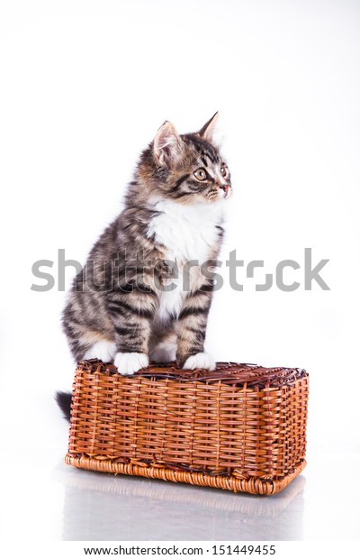 Striped Cat On White Background Black Stock Photo Edit Now 151449455