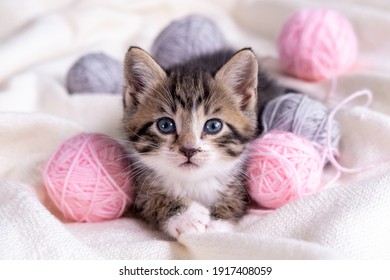Striped cat playing with pink and grey balls skeins of thread on white bed. Little curious kitten lying over white blanket looking at camera. - Shutterstock ID 1917408059
