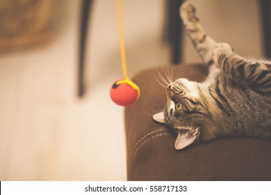 Striped Cat Playing With A Red Ball