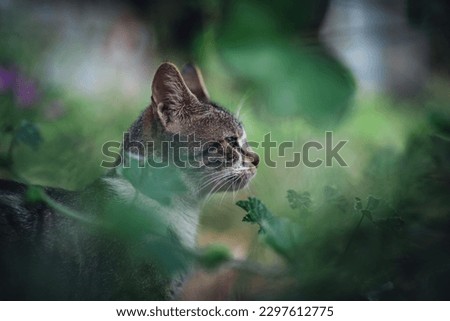 A shady resting place, cat in the grass