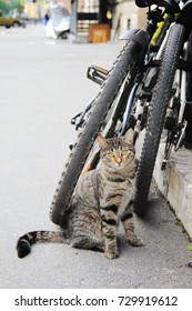 street cat cycle