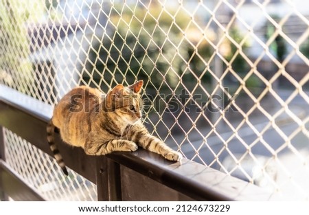 A striped cat sitting on a window with net protection