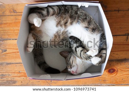 Striped cat sleeping in a cardboard box