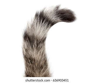 Striped Cat Tail Isolated On White Background .