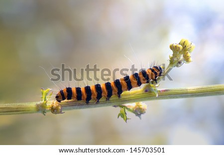 Striped Caterpillar Zdjęcia stock © 