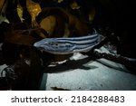 Striped catshark in the kelp forest, Cape Town, South Africa