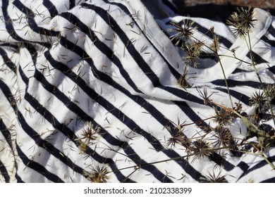 Striped Clothing With Bidens Seeds Stuck Together.