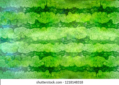 Striped crust of watermelon, background, texture - Powered by Shutterstock