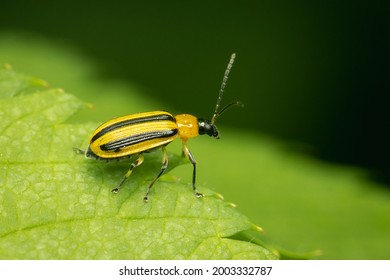 Striped Cucumber Beetle reste on a green leaf with blurred background and copy space
