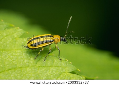 Striped Cucumber Beetle reste on a green leaf with blurred background and copy space