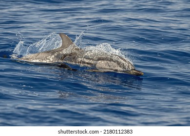 Striped Dolphin Close Up Portrait