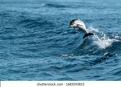 striped dolphin jumping outside the sea