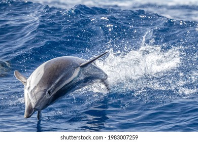 Striped Dolphin Jumping Outside The Sea