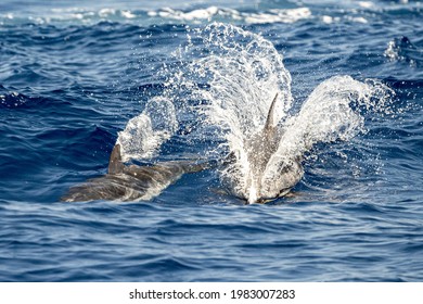 Striped Dolphin Jumping Outside The Sea