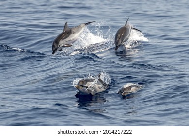 Striped Dolphin Jumping Outside The Sea