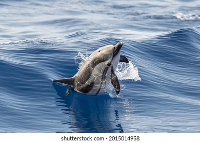 Striped Dolphin Jumping Outside The Sea