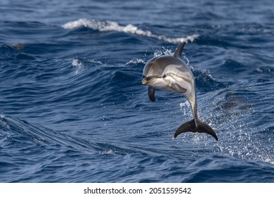 Striped Dolphin Jumping Outside The Sea