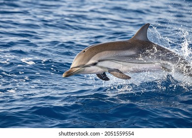 Striped Dolphin Jumping Outside The Sea