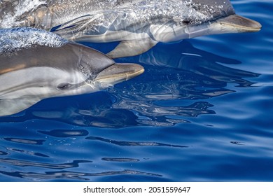 Striped Dolphin Jumping Outside The Sea