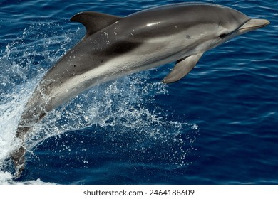 striped dolphin jumping outside the sea - Powered by Shutterstock