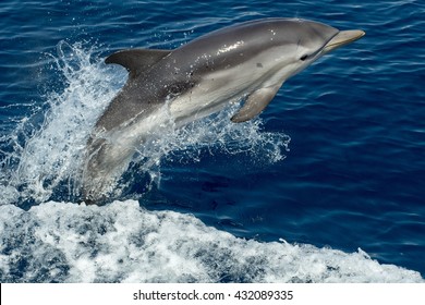 Striped Dolphin Jumping Outside The Sea