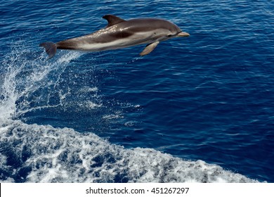 Striped Dolphin Jumping Outside The Sea