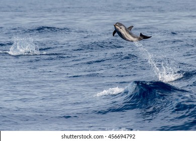 Striped Dolphin Jumping Outside The Sea