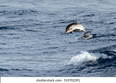 Striped Dolphin Jumping Outside The Sea