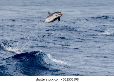 Striped Dolphin Jumping Outside The Sea