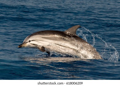 Striped Dolphin Jumping Outside The Sea