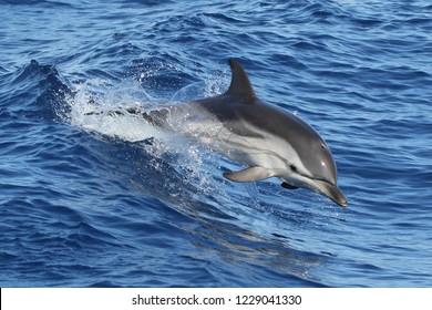 Striped Dolphin (Stenella Coeruleoalba)