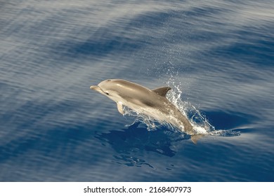 Striped Dolphin Stenella While Jumping In Velvet Sea