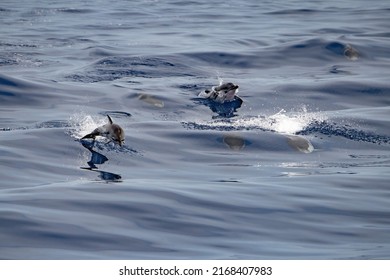 Striped Dolphin Stenella While Jumping In Velvet Sea