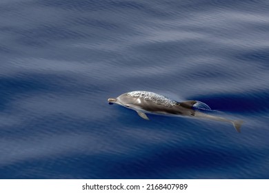 Striped Dolphin Stenella While Jumping In Velvet Sea