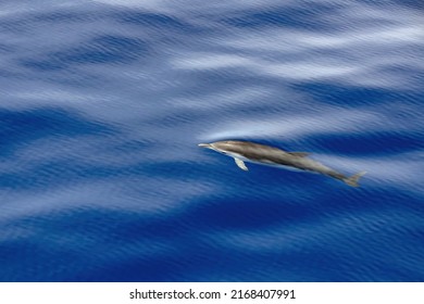 Striped Dolphin Stenella While Jumping In Velvet Sea