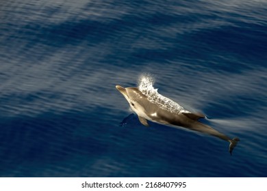 Striped Dolphin Stenella While Jumping In Velvet Sea