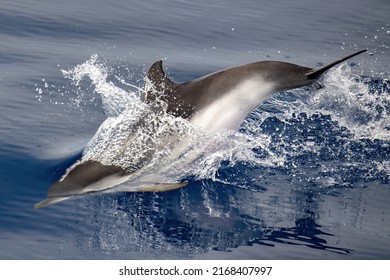 Striped Dolphin Stenella While Jumping In Velvet Sea