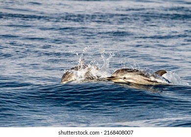 Striped Dolphin Stenella While Jumping In Velvet Sea