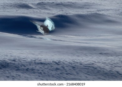 Striped Dolphin Stenella While Jumping In Velvet Sea