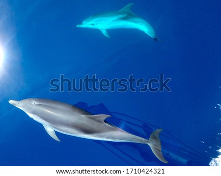 Striped dolphins swimming and playing in pristine blue water under a sailboat, Stenella coeruleoalba, in Mallorca, a balearic island, Spain.  tour. Could be Azores, Grece or Italy whalewatching tour.
