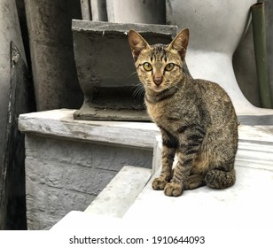 Chat Tigre Images Photos Et Images Vectorielles De Stock Shutterstock