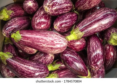 Striped Eggplant Or Aubergine, Harvest For Market Sale.