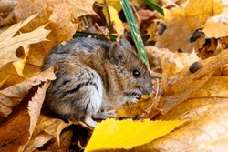 The Striped Field Mouse, Apodemus Agrarius, Sits Among Yellow Leaves In Autumn Forest. The Mouse Of The Autumn Forest.