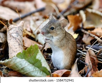 Striped Field Mouse Apodemus Agrarius Sitting On Ground. Cute Common Forest Rodent Animal In Wildlife.