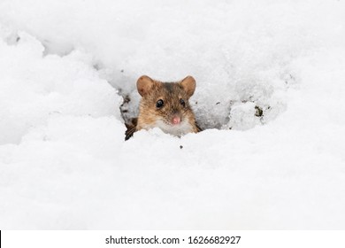 Striped Field Mouse Apodemus Agrarius Looking From Hole In Clear Snow In Winter. Cute Little Common Rodent Animal In Wildlife.