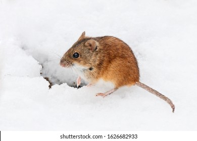 Striped Field Mouse Apodemus Agrarius Sitting Near Hole In Clear Snow In Winter. Cute Little Common Rodent Animal In Wildlife.