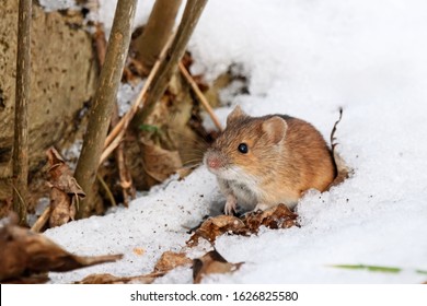 Striped Field Mouse Apodemus Agrarius Looking From Hole In Snow Under Tree In Winter. Cute Little Common Rodent Animal In Wildlife.